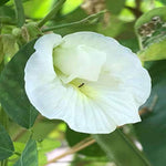 Clitoria ternatea Double White | 10_Seeds