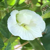 Clitoria ternatea Double White | 10_Seeds
