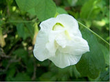 Clitoria ternatea Double White | 10_Seeds