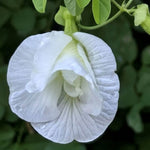 Clitoria ternatea Double White | 10_Seeds