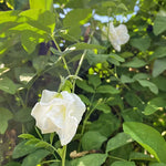 Clitoria ternatea Double White | 10_Seeds