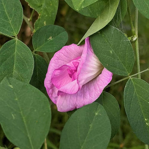 Clitoria ternatea Double Pink | 20_Seeds