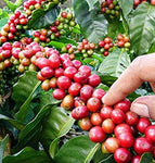 Coffea arabica Chandragiri | 5_Seeds