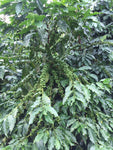 Coffea arabica Chandragiri | 5_Seeds
