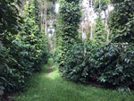 Coffea arabica Chandragiri | 5_Seeds