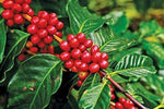 Coffea arabica Chandragiri | 5_Seeds