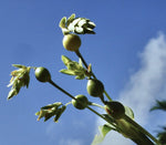 Coix lacryma-jobi | Adlay | Millet | Jobs Tears | 10_Seeds