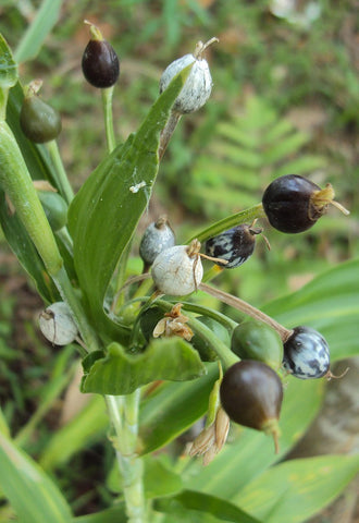 Coix lacryma-jobi | Adlay | Millet | Jobs Tears | 10_Seeds