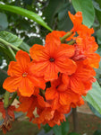 Cordia sebestena | Siricote | Kopte | Geiger Tree | Geranium | Anaconda |5_Seeds