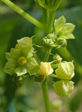 Cyclanthera pedata | Stuffing Cucumber | Slipper Gourd | Achocha | 20_Seeds