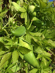 Cyclanthera pedata | Stuffing Cucumber | Slipper Gourd | Achocha | 20_Seeds
