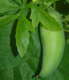 Cyclanthera pedata | Stuffing Cucumber | Slipper Gourd | Achocha | 20_Seeds