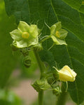 Cyclanthera pedata | Stuffing Cucumber | Slipper Gourd | Achocha | 20_Seeds