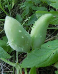 Cyclanthera pedata | Stuffing Cucumber | Slipper Gourd | Achocha | 20_Seeds