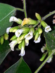 Dalbergia sissoo | North Indian Rosewood | Shisham | 10_Seeds