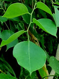 Dalbergia sissoo | North Indian Rosewood | Shisham | 10_Seeds