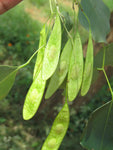 Dalbergia sissoo | North Indian Rosewood | Shisham | 10_Seeds