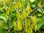 Dalbergia sissoo | North Indian Rosewood | Shisham | 10_Seeds