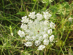 Daucus carota | European Wild Carrot Flower | Birds Nest | Bishops & Queen Annes Lace | 100_Seeds