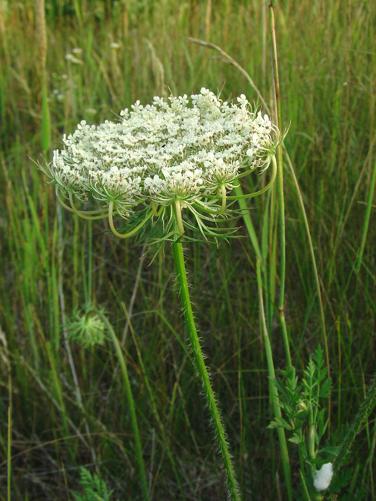 carrot seed flower Daucus carota | European Wild Carrot Flower | Birds Nest