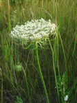 Daucus carota | European Wild Carrot Flower | Birds Nest | Bishops & Queen Annes Lace | 100_Seeds