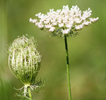 Daucus carota | European Wild Carrot Flower | Birds Nest | Bishops & Queen Annes Lace | 100_Seeds