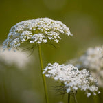 Daucus carota | European Wild Carrot Flower | Birds Nest | Bishops & Queen Annes Lace | 100_Seeds