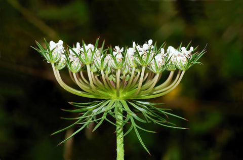 Daucus carota | European Wild Carrot Flower | Birds Nest | Bishops & Queen Annes Lace | 100_Seeds