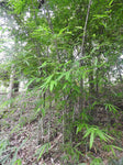 Dendrocalamus longispathus | Long Sheath & Clumping Edible Bamboo | 20_Seeds