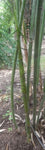 Dendrocalamus longispathus | Long Sheath & Clumping Edible Bamboo | 20_Seeds