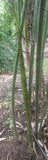 Dendrocalamus longispathus | Long Sheath & Clumping Edible Bamboo | 20_Seeds