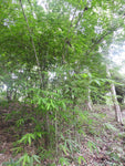 Dendrocalamus longispathus | Long Sheath & Clumping Edible Bamboo | 20_Seeds