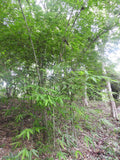 Dendrocalamus longispathus | Long Sheath & Clumping Edible Bamboo | 20_Seeds