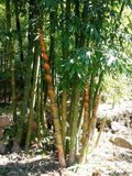 Dendrocalamus longispathus | Long Sheath & Clumping Edible Bamboo | 20_Seeds