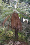 Dicksonia fibrosa | Golden Tree Fern | 200_Spores