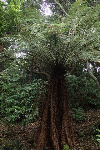 Dicksonia fibrosa | Golden Tree Fern | 200_Spores