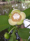 Dillenia indica | Chulta | Elephant Apple | Hondapara Tree | Ou Tenga | 20_Seeds
