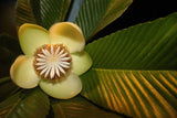 Dillenia indica | Chulta | Elephant Apple | Hondapara Tree | Ou Tenga | 20_Seeds
