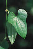 Dioscorea polystachya | Chinese Yam | Cinnamon Vine | 5_Bulbs