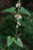 Dioscorea polystachya | Chinese Yam | Cinnamon Vine | 5_Bulbs