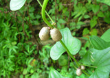Dioscorea polystachya | Chinese Yam | Cinnamon Vine | 5_Bulbs