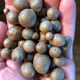 Dioscorea polystachya | Chinese Yam | Cinnamon Vine | 5_Bulbs