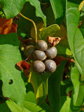 Dioscorea polystachya | Chinese Yam | Cinnamon Vine | 5_Bulbs
