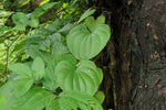 Dioscorea wallichii | Wallich’s Yam | 20_Seeds