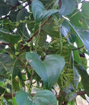 Dioscorea wallichii | Wallich’s Yam | 20_Seeds