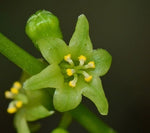 Dioscorea wallichii | Wallich’s Yam | 20_Seeds