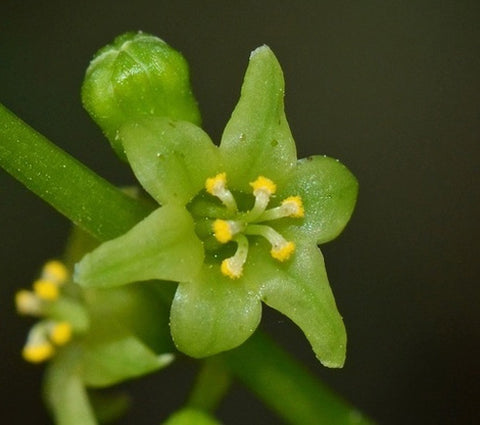 Dioscorea wallichii | Wallich’s Yam | 20_Seeds