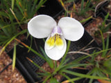 Diplarrena moraea | White Iris | Butterfly Flag | 10_Seeds