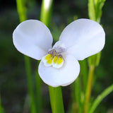 Diplarrena moraea | White Iris | Butterfly Flag | 10_Seeds