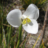 Diplarrena moraea | White Iris | Butterfly Flag | 10_Seeds